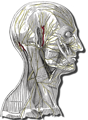 Head and neck anatomy showing superficial nerves